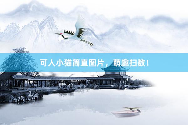 可人小猫简直图片，萌趣扫数！